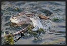 Heikikker, Moorfrog, Rana arvalis Location: Twente, the Netherlands heikikker MG 5640 kopie